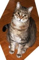 Kater Pünktchen
Vermisst seit 18. Mai 2012 Kater Pünktchen