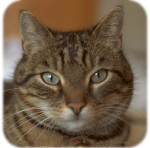 Kater Stoppel Kater Stoppel